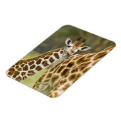 Magnet Flexible Afrique. Kenya. La Giraffe de Rothschild (Côté Gauche)