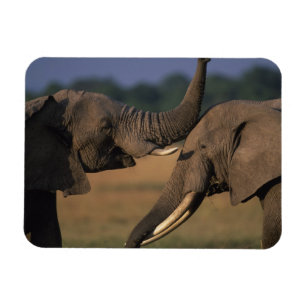 Magnet Flexible Afrique, Kenya, Masai Mara Game Reserve, Deux Taur