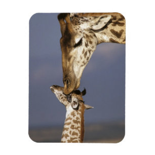 Magnet Flexible Afrique, Kenya, Masai Mara. Girafes (Giraffa