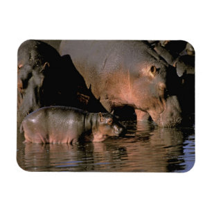 Magnet Flexible Afrique, Kenya, Masai Mara. Hippopotames communs
