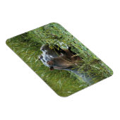 Magnet Flexible Afrique, Kenya, Masai Mara NR. Une mère hippo (Côté Droit)