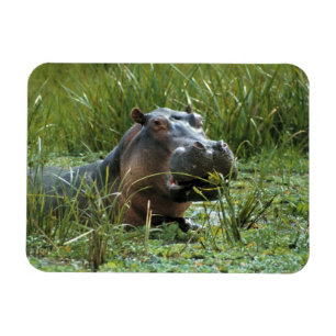 Magnet Flexible Afrique, Kenya, Masai Mara NR. Une mère hippo