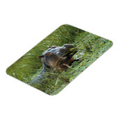 Magnet Flexible Afrique, Kenya, Masai Mara NR. Une mère hippo (Côté Gauche)
