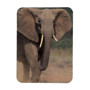 Magnet Flexible Afrique, Kenya, Nanyuki, Mpala. Éléphant d'Afrique