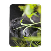 Magnet Flexible Afrique Ouganda, Bwindi (Vertical)