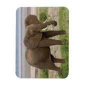 Magnet Flexible Afrique. Tanzanie. Éléphant au lac Manyara NP. (Vertical)