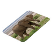 Magnet Flexible Afrique. Tanzanie. Éléphant au lac Manyara NP. (Côté Gauche)