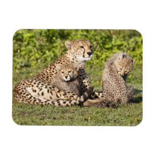 Magnet Flexible Afrique. Tanzanie. Guépère mère et petits 2