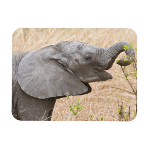 Magnet Flexible Afrique. Tanzanie. Jeune éléphant à Tarangire