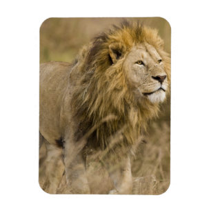 Magnet Flexible Afrique. Tanzanie. Lion mâle à Ngorongoro