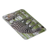 Magnet Flexible Afrique. Tanzanie. Mère et colt zébrée (Côté Droit)