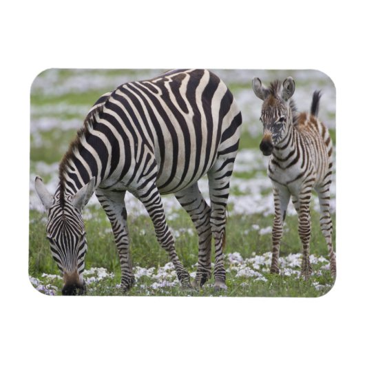 Magnet Flexible Afrique. Tanzanie. Mère et colt zébrée (Horizontal)