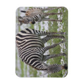 Magnet Flexible Afrique. Tanzanie. Mère et colt zébrée (Vertical)