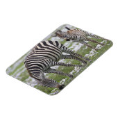 Magnet Flexible Afrique. Tanzanie. Mère et colt zébrée (Côté Gauche)