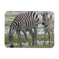 Afrique. Tanzanie. Mère et jeune zèbre