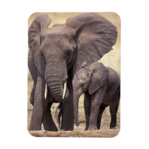 Magnet Flexible Afrique, Tanzanie, Parc national de Tarangire. 2