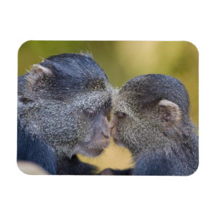 Magnet Flexible Afrique. Tanzanie. Singe bleu mère avec jeune