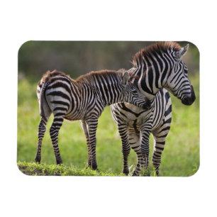 Magnet Flexible Afrique. Tanzanie. Zèbre commun mère et bébé