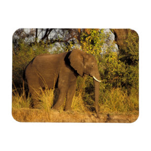Magnet Flexible Afrique, Zimbabwe, Parc national des chutes Victor
