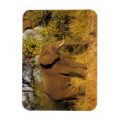 Magnet Flexible Afrique, Zimbabwe, Victoria Falls National Park. (Vertical)