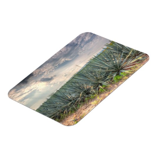 Magnet Flexible Agave bleue (Côté Gauche)