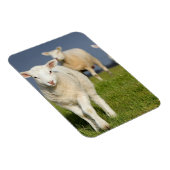 Magnet Flexible Agneau curieux (Côté Droit)