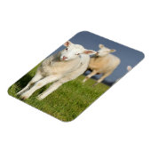 Magnet Flexible Agneau curieux (Côté Gauche)