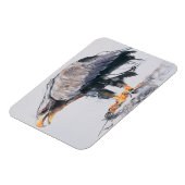 Magnet Flexible Aigle à queue blanche 2001 (Côté Gauche)
