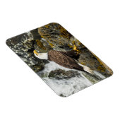 Magnet Flexible Aigle à tête blanche (Côté Droit)
