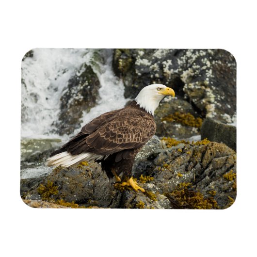 Magnet Flexible Aigle à tête blanche (Horizontal)