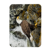 Magnet Flexible Aigle à tête blanche (Vertical)