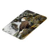 Magnet Flexible Aigle à tête blanche (Côté Gauche)