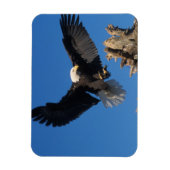 Magnet Flexible aigle à tête blanche, Haliaeetus leuccocephalus, a (Vertical)