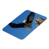 Magnet Flexible aigle à tête blanche, Haliaeetus leuccocephalus, a (Côté Gauche)