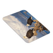 Magnet Flexible aigle à tête blanche, Haliaeetus leuccocephalus, p (Côté Droit)