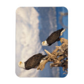 Magnet Flexible aigle à tête blanche, Haliaeetus leuccocephalus, p (Vertical)