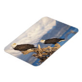 Magnet Flexible aigle à tête blanche, Haliaeetus leuccocephalus, p (Côté Gauche)