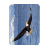 Magnet Flexible aigle à tête blanche, Haliaeetus leucocephalus, en (Vertical)