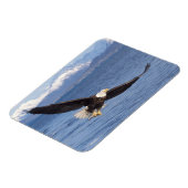 Magnet Flexible aigle à tête blanche, Haliaeetus leucocephalus, en (Côté Gauche)