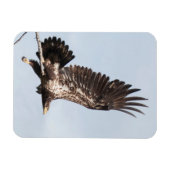 Magnet Flexible Aigle à tête blanche immature en vol (Horizontal)