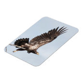 Magnet Flexible Aigle à tête blanche immature en vol (Côté Gauche)