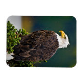 Magnet Flexible Aigle américain perché (Horizontal)