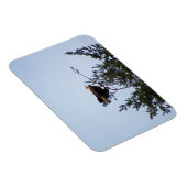 Magnet Flexible Aigle de Bald (Côté Droit)