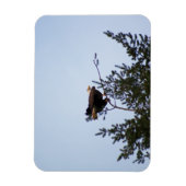 Magnet Flexible Aigle de Bald (Vertical)