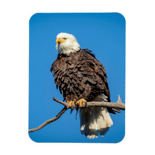 Magnet Flexible Aigle de Bald sur une branche d'arbre