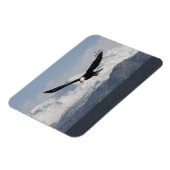 Magnet Flexible Aigle de tête en vol, Haliaeetus leucocephalus, (Côté Gauche)