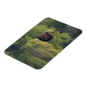 Magnet Flexible Aigle du Pacifique Nord-Ouest avec blanc Saumon (Côté Gauche)