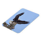 Magnet Flexible Aigle (Haliaeetus leucocephalus) avec ailes (Côté Gauche)
