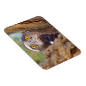 Magnet Flexible Aigle serpentaire à poitrine blanche (Côté Droit)