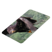 Magnet Flexible Aigle Tawny (Côté Gauche)